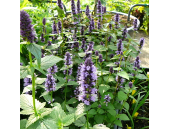 Agastache 'Black Adder'