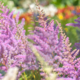 Astilbe chinensis 'Pumila'