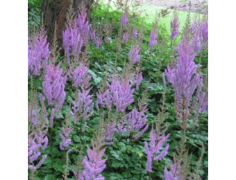 Astilbe chinensis 'Pumila'