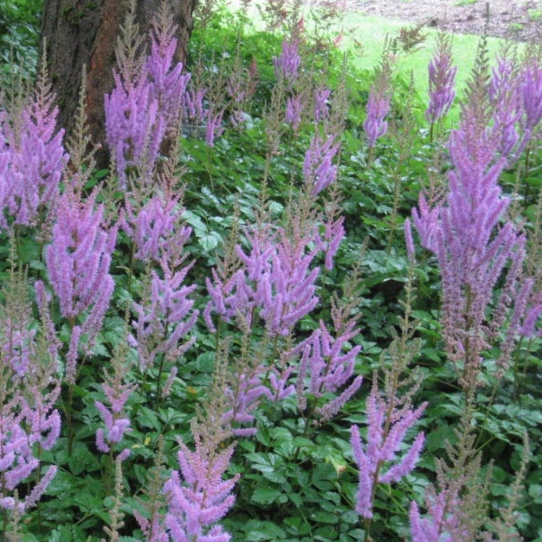 Astilbe chinensis 'Pumila'