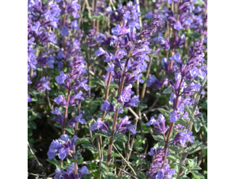 Nepeta faassenii
