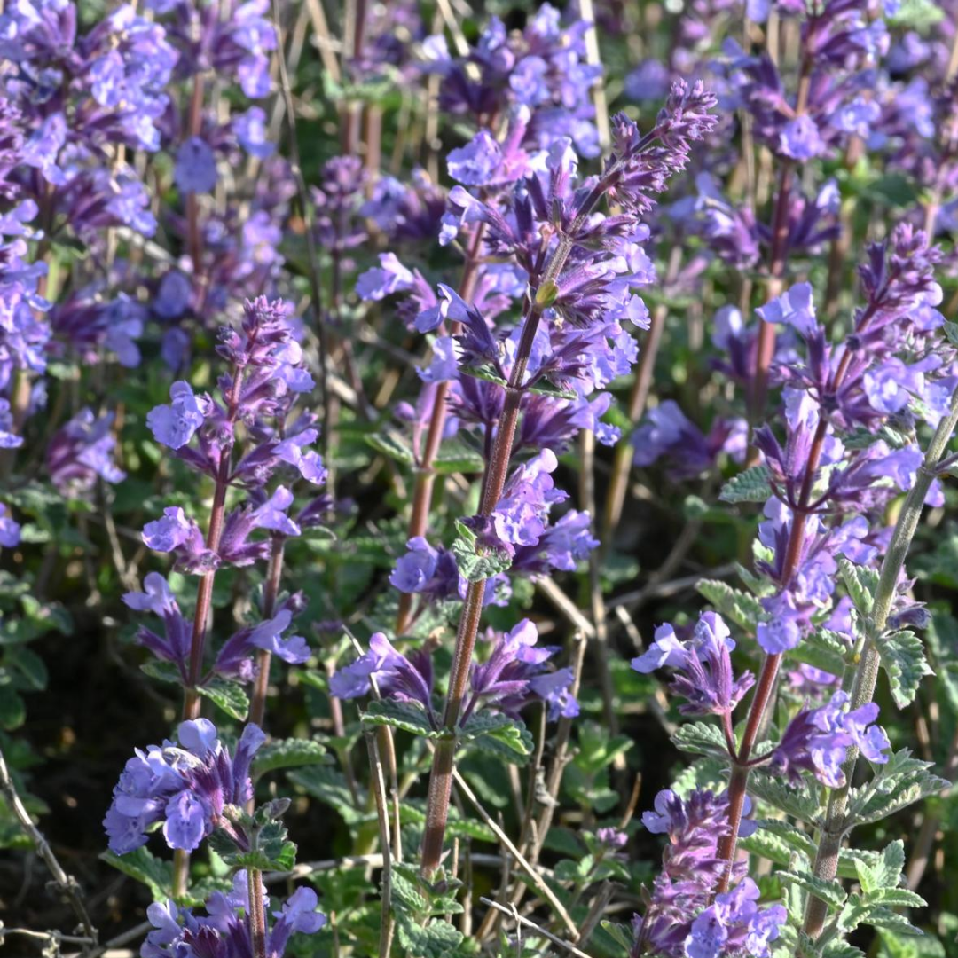 Nepeta faassenii