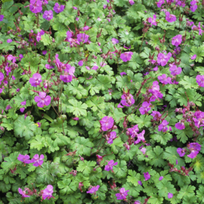 Geranium cantabrigiense 'Cambridge'