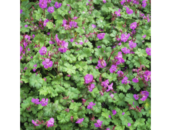 Geranium cantabrigiense 'Cambridge'
