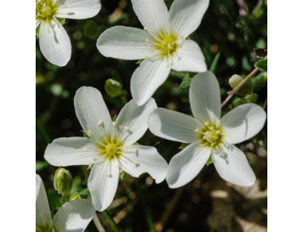 Arenaria montana