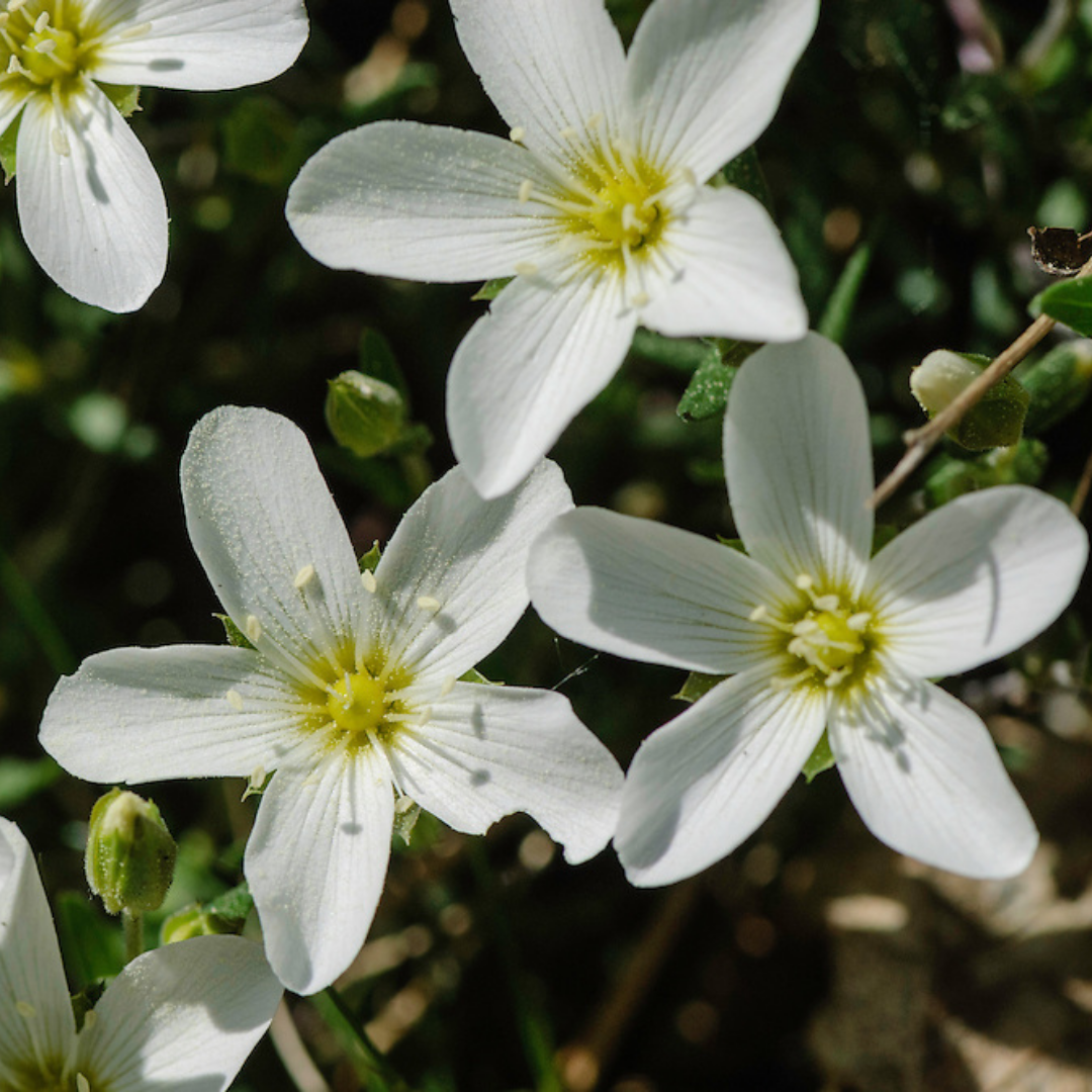 Arenaria montana