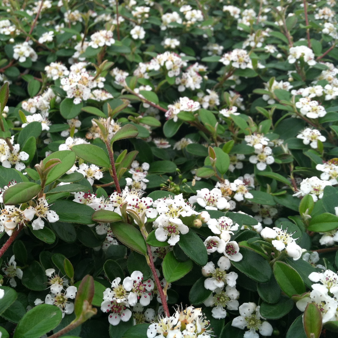 Cotoneaster Dammeri Flowbo B V 