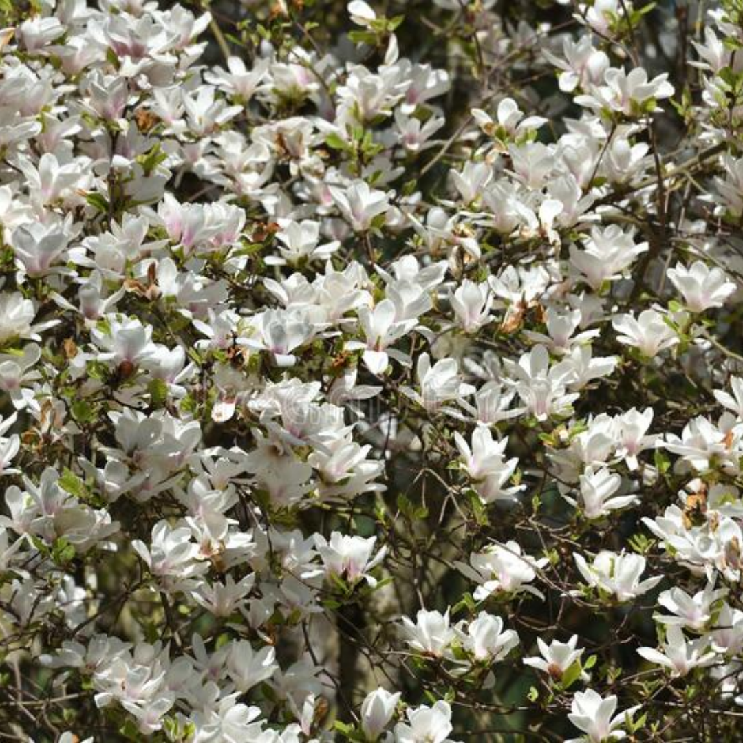 Dianthus deltoides 'Albiflorus'