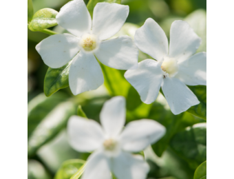 Vinca minor 'Gertrude Jekyll'