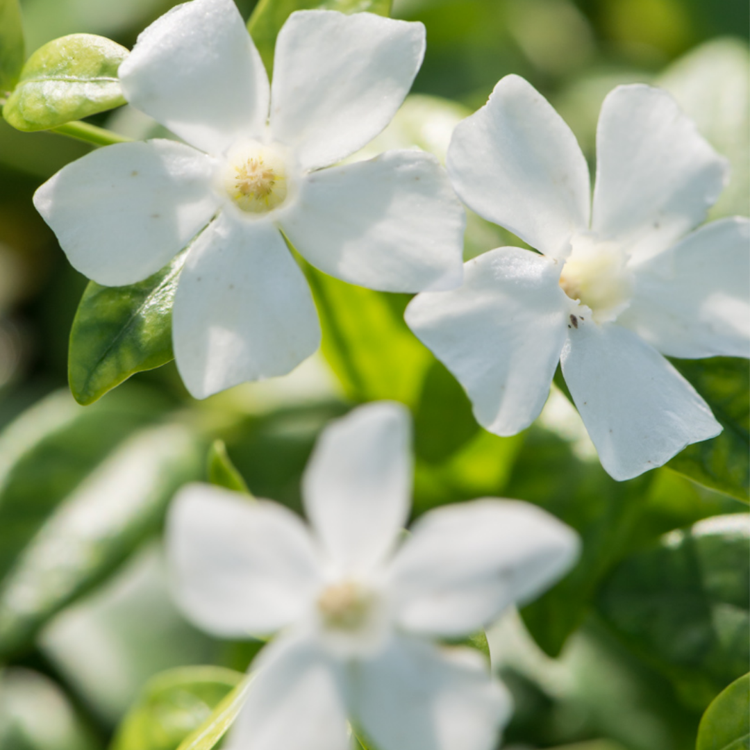 Vinca minor 'Gertrude Jekyll'