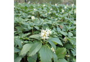 Pachysandra terminalis