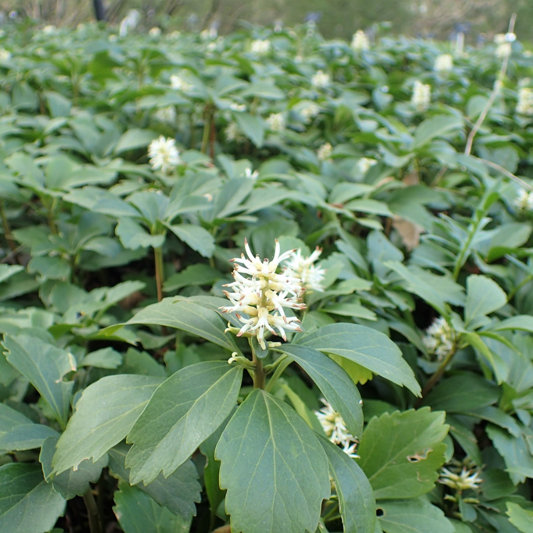 Pachysandra terminalis