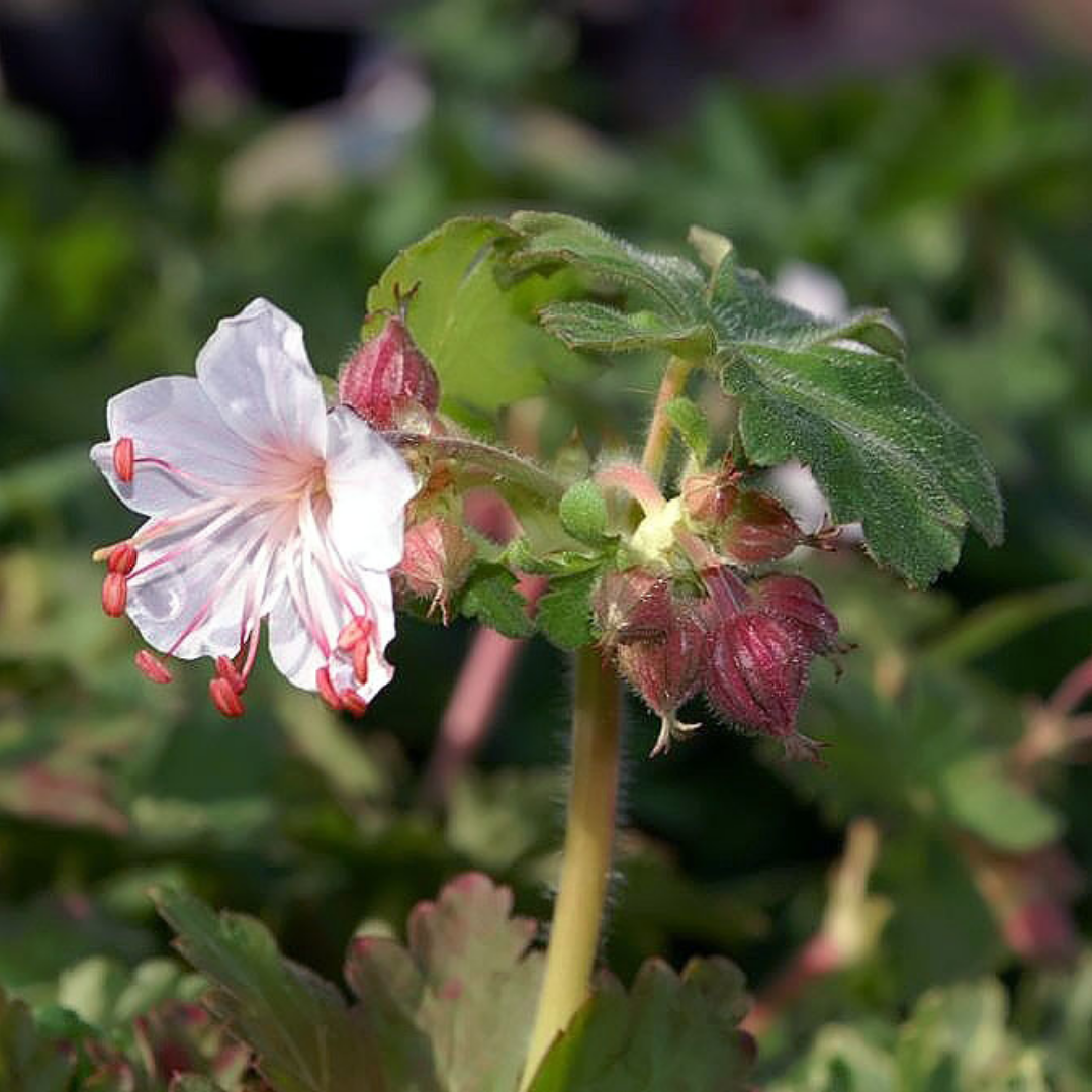Geranium macrorrhizum 'Spessart'