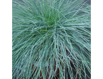Zwenkgras - Festuca glauca 'Elijah Blue'