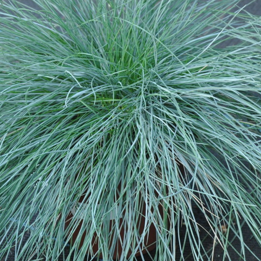 Zwenkgras - Festuca glauca 'Elijah Blue'