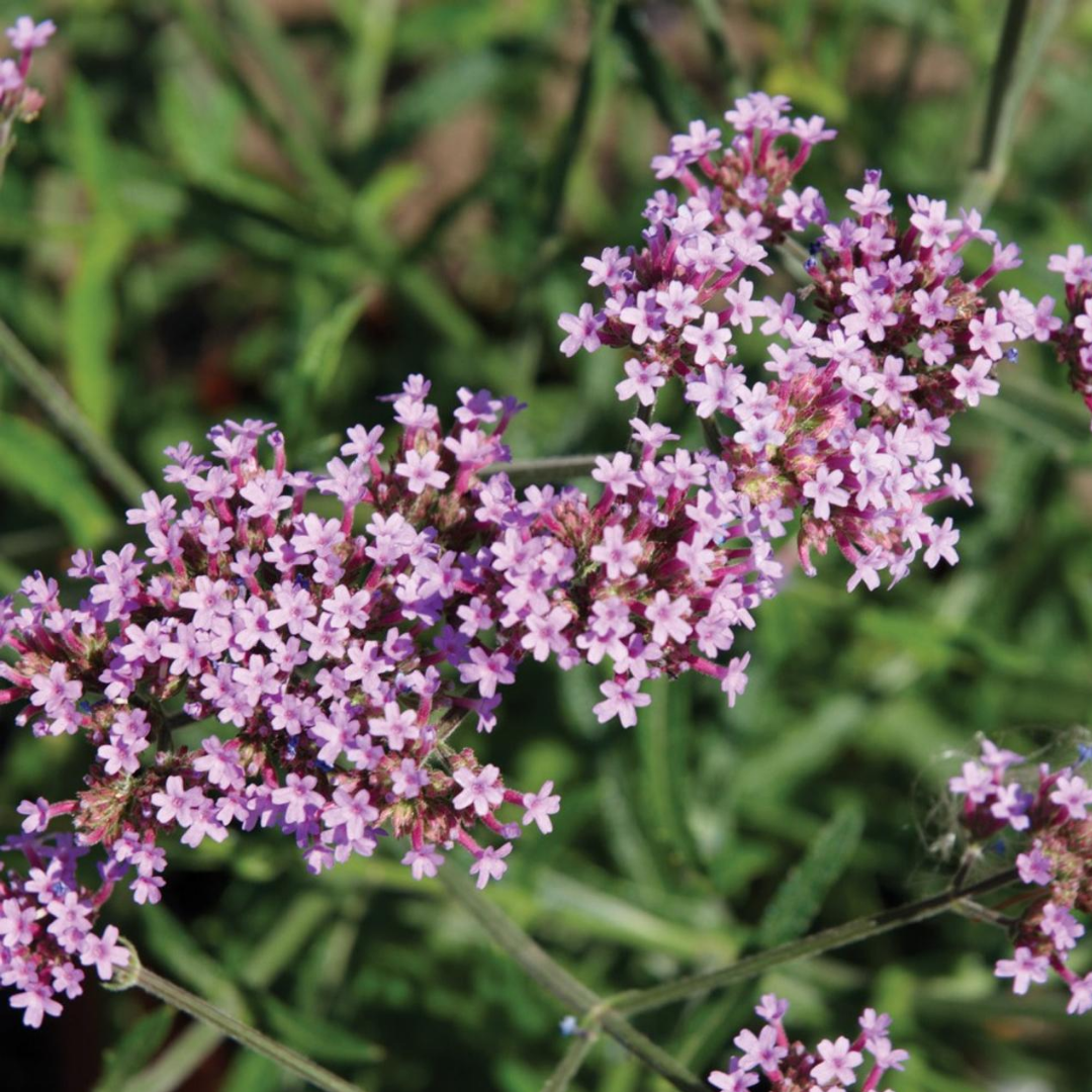 Verbena bonariensis 'Lollipop'