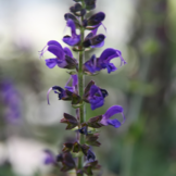 Salvia nemorosa 'Mainacht'