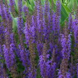 Salvia nemorosa 'Mainacht'