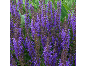 Salvia nemorosa 'Mainacht'