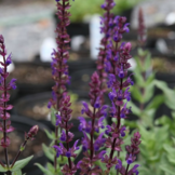 Salvia nemorosa 'Caradonna'
