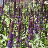 Salvia nemorosa 'Caradonna'