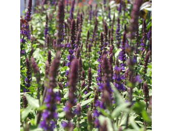 Salvia nemorosa 'Caradonna'