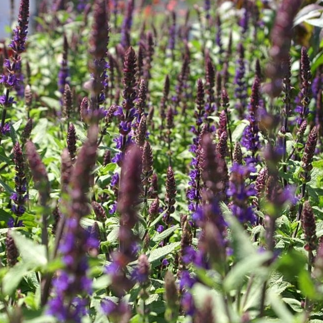 Salvia nemorosa 'Caradonna'