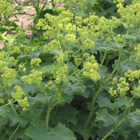 Alchemilla mollis