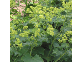 Alchemilla mollis