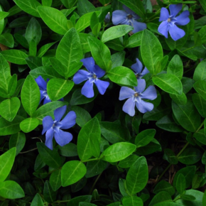 Vinca minor