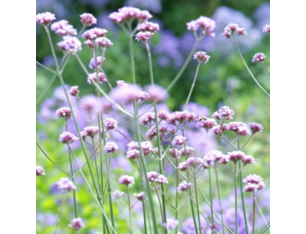 Verbena bonariensis