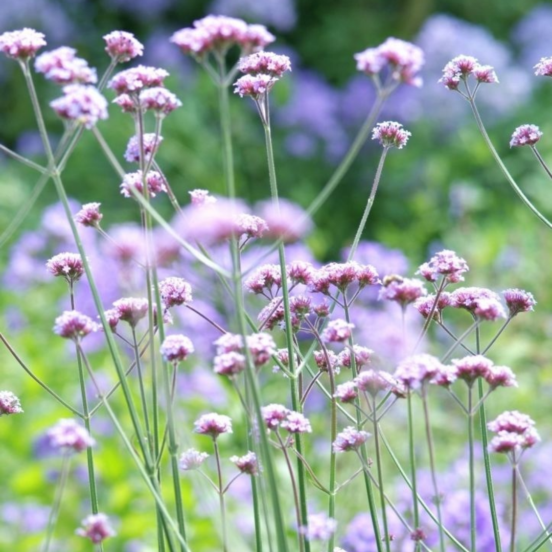 Verbena bonariensis