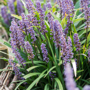 Liriope muscari 'Moneymaker'