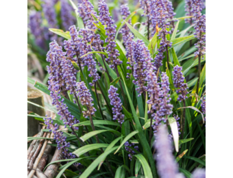 Liriope muscari 'Moneymaker'