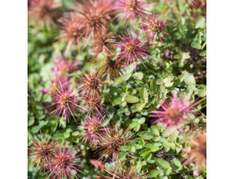 Acaena microphylla 'Kupferteppich'