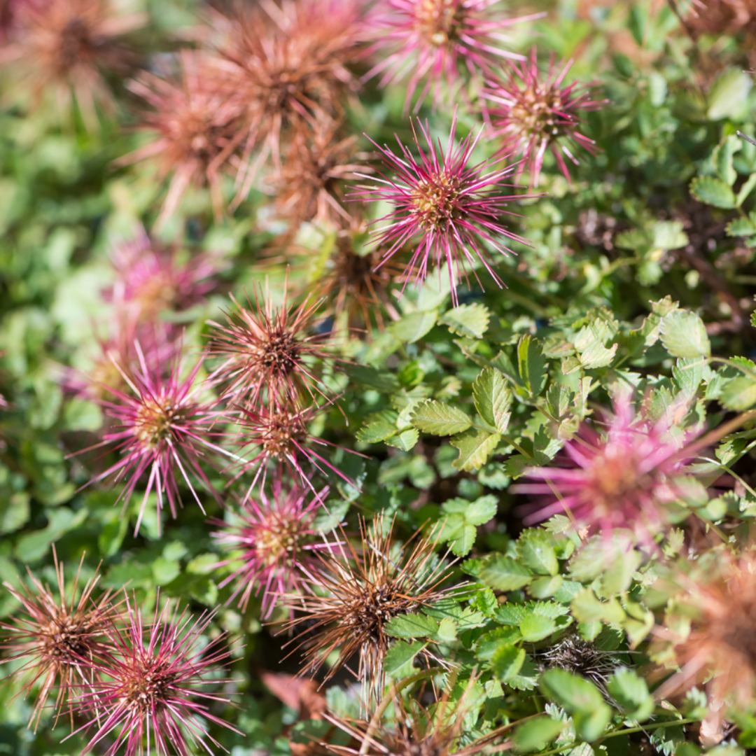 Acaena microphylla 'Kupferteppich'