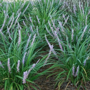 Liriope muscari 'Big Blue'