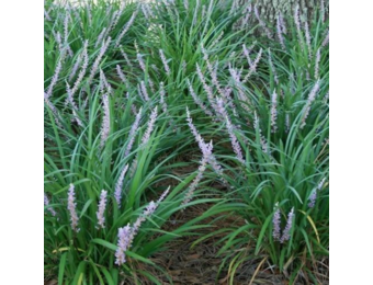 Liriope muscari 'Big Blue'