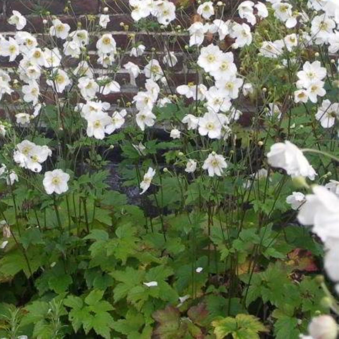 Anemone hybr. 'Honorine Jobert'