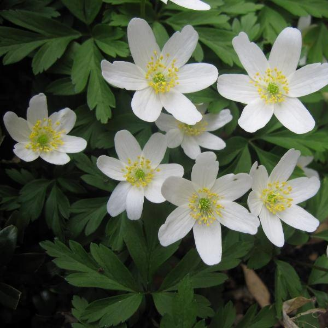 Anemone nemerosa
