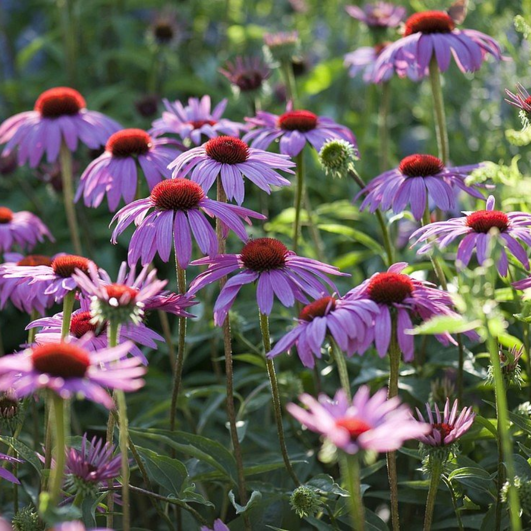 Echinacea purpurea