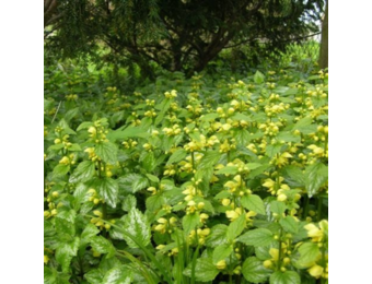 Lamium gal. 'Florentinum'
