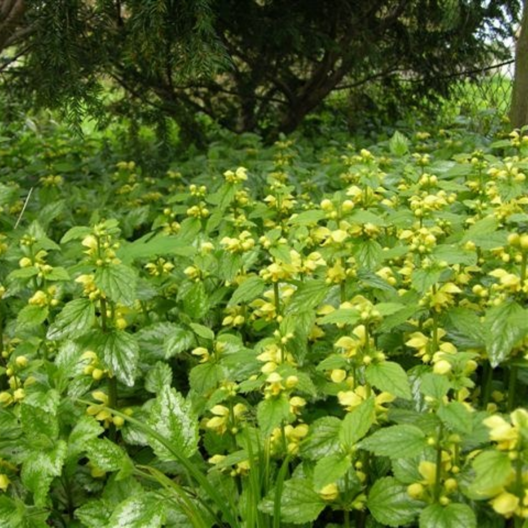 Lamium gal. 'Florentinum'