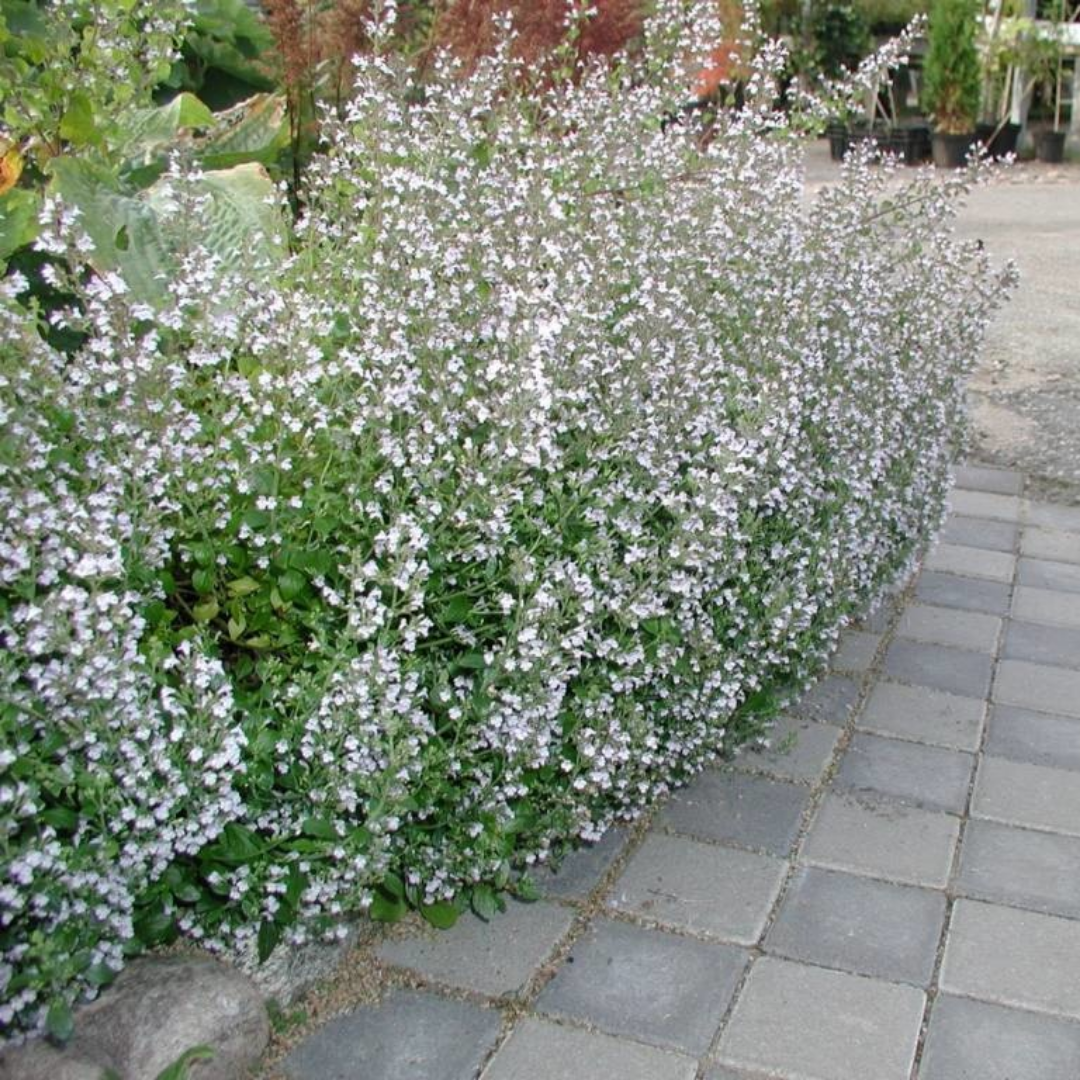 Steentijm  - Calamintha nepeta 'Nepeta'