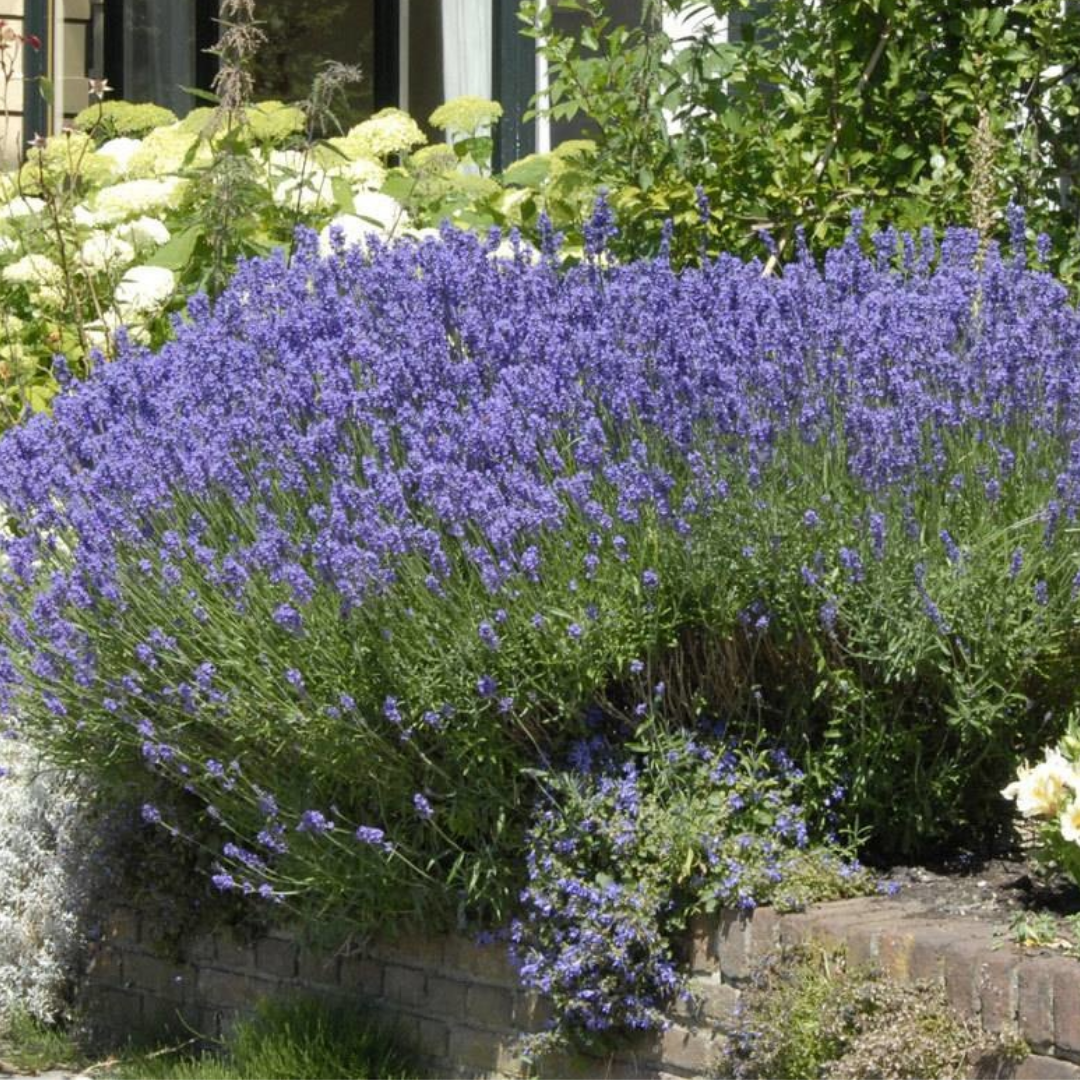 Lavandula ang. 'Munstead'