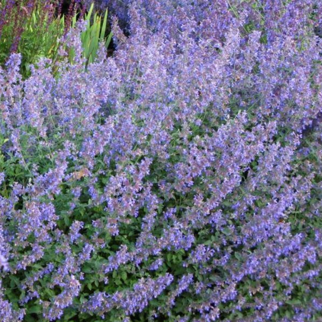 Nepeta faas. 'Six Hill's Giant'