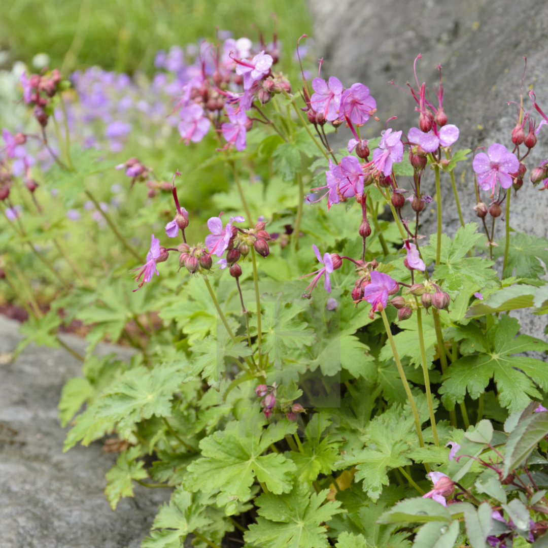 Geranium macrorrhizum