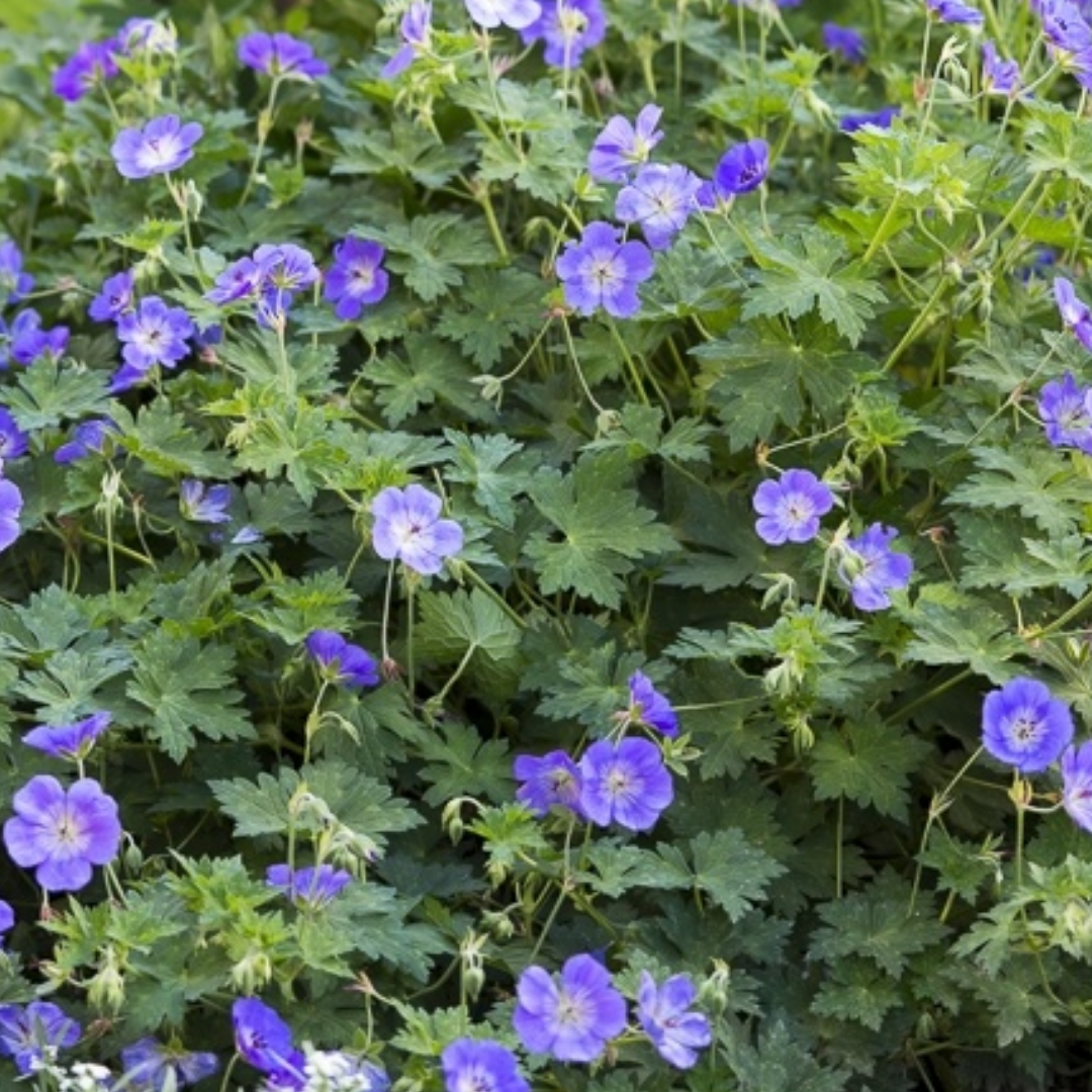 Geranium 'Rozanne'