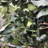 Japanse liguster leiboom - Ligustrum japonicum