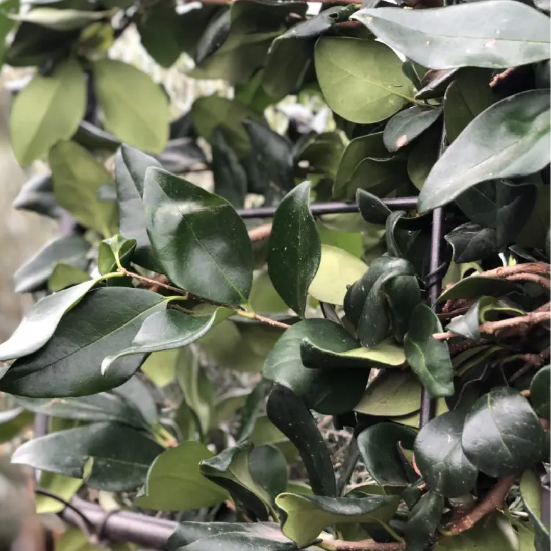 Japanse liguster leiboom - Ligustrum japonicum